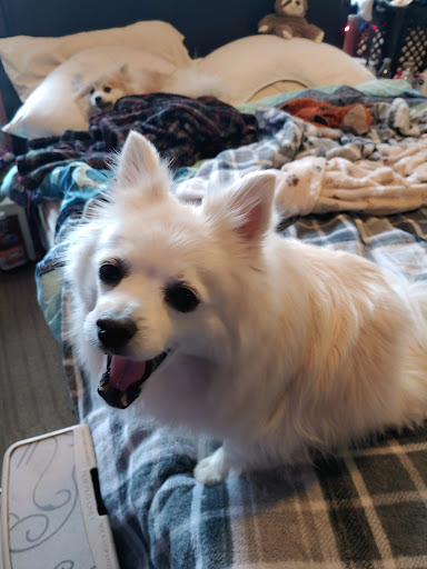 Pet Supply Store «PetSmart», reviews and photos, 1112 Town Square Rd, Pottstown, PA 19465, USA