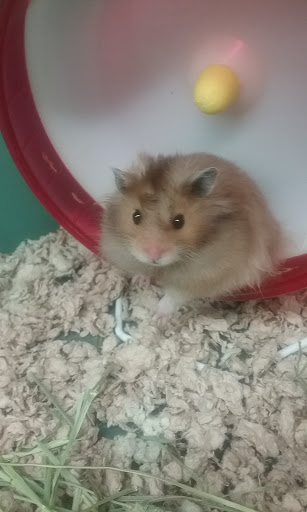 Pet Supply Store «Pet Supplies Plus», reviews and photos, 1137 Old Country Rd, Westbury, NY 11590, USA