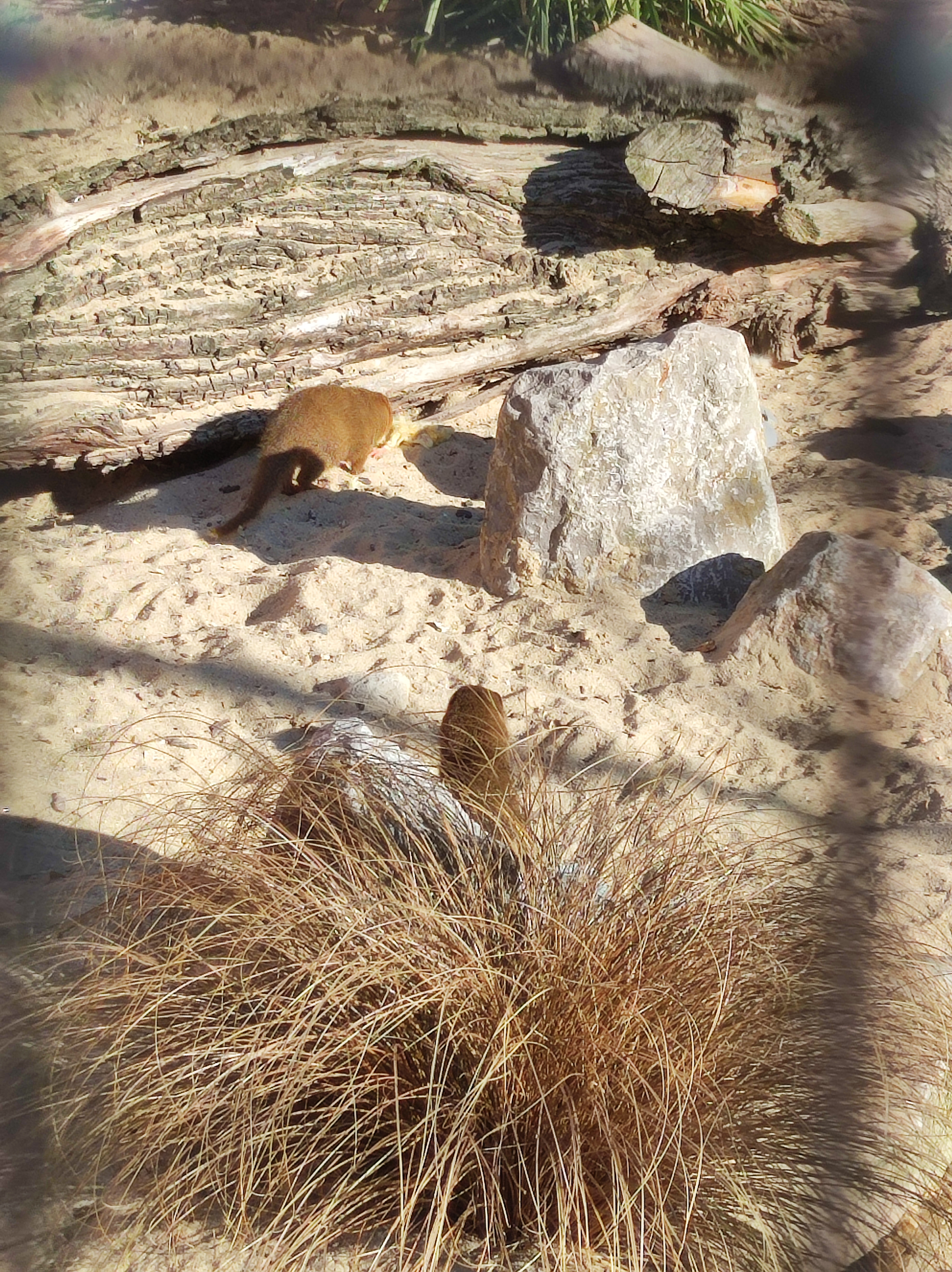 Photo n° 18 de l'avis de Barcelonesa974. fait le 18/01/2024 à 06:36