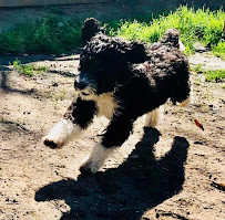Happy Puppy - Photo 8 - Car repair in Houston, TX, Houston