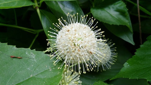 Non-Profit Organization «The Meadows Center for Water and the Environment», reviews and photos, 201 San Marcos Springs Dr, San Marcos, TX 78666, USA