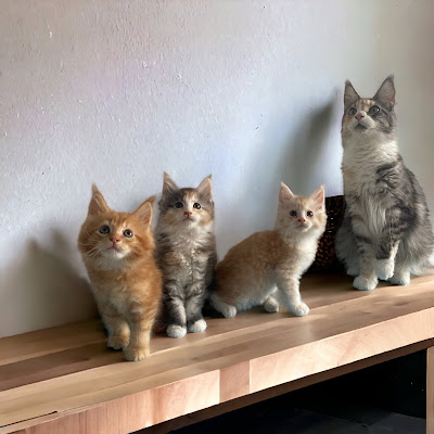 Elevage au margail (welsh corgi Pembroke & berger américain, ventes de chatons maine coon et ragdoll) à Saint-Élix-Theux