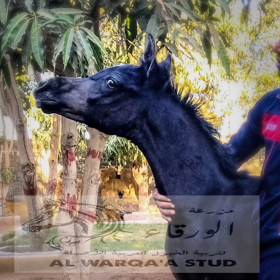 مزرعة الورقاء للخيول العربية الأصيلة Al Warqa'a stud