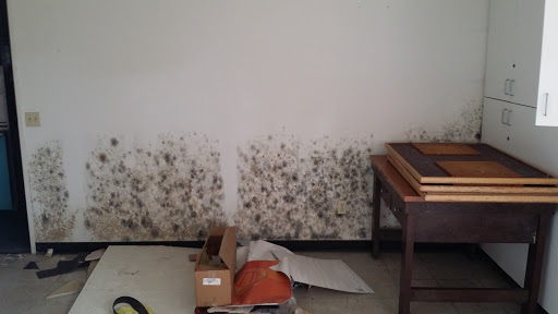 Prime Mold Inspections - Pasadena Mold Removal