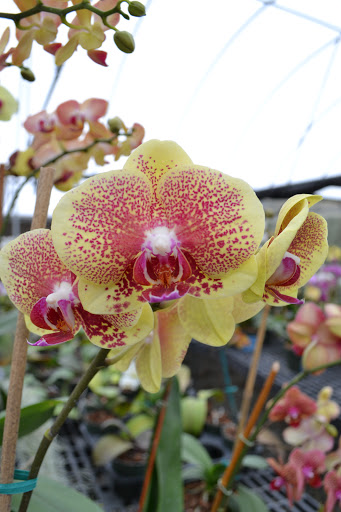 Florist «Dr Delphinium Flower & Orchid House», reviews and photos, 513 W Campbell Rd, Richardson, TX 75080, USA