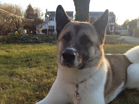 Time for a Walk - Photo 6 - Car repair in Arlington, VA, Arlington