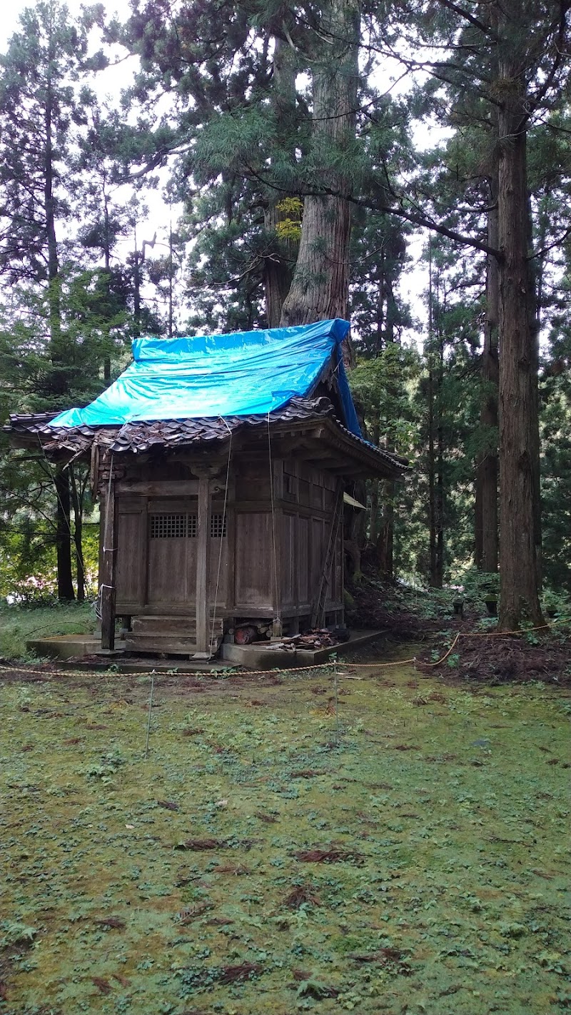 市文化財 弥彦神社の大杉