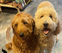 Hillcrest Dog Spot - Photo 7 - Car repair in Little Rock, AR, Little Rock