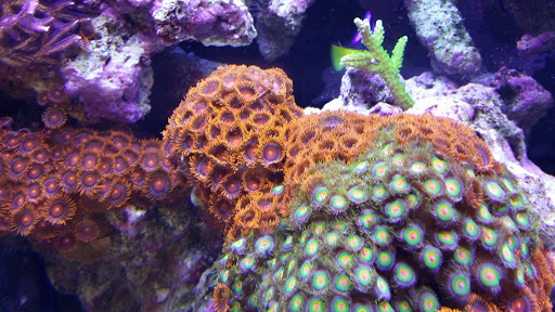 Tropical Fish Store «Aquarium Concepts», reviews and photos, 6920 Amador Plaza Rd, Dublin, CA 94568, USA