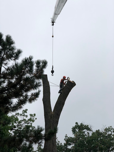 Al Miley Arborist | Tree Removal Services