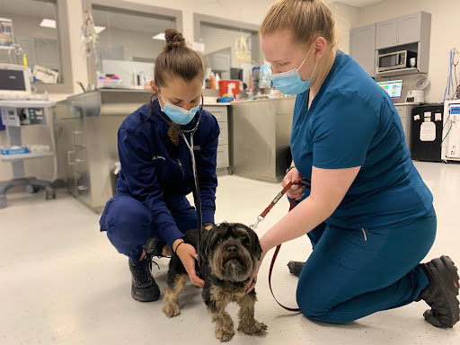 Mountain West Veterinary Specialists image