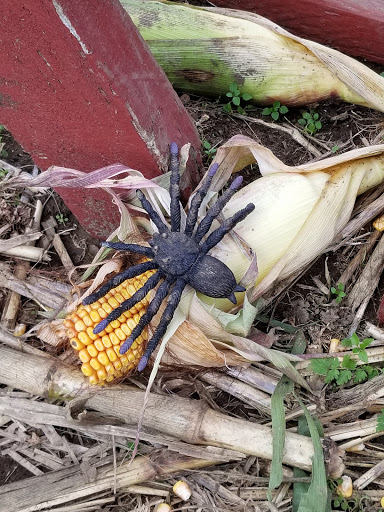 Pumpkin Patch «Rutledge Corn Maze LLC», reviews and photos, 302 93rd Ave SE, Olympia, WA 98501, USA
