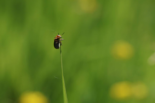Park «Colby Lake Park», reviews and photos, 9715 Valley Creek Rd, Woodbury, MN 55125, USA