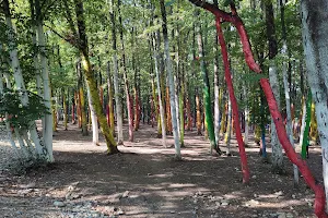 Pădurea Colorată image