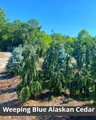 Landscaping Supply Store «Kirkwood Gardens», reviews and photos, 2701 Barrett Station Rd, Ballwin, MO 63021, USA