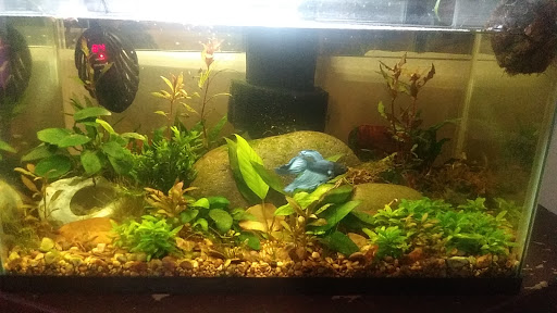 Pet Supply Store «Petco Animal Supplies», reviews and photos, 8775 SW Tualatin-Sherwood Rd, Tualatin, OR 97062, USA