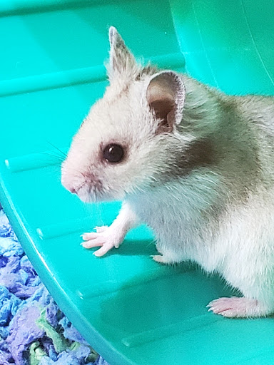 Pet Supply Store «PetSmart», reviews and photos, 2920 Little Rd, Trinity, FL 34655, USA