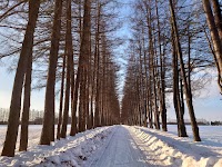稲田カラマツ防風林