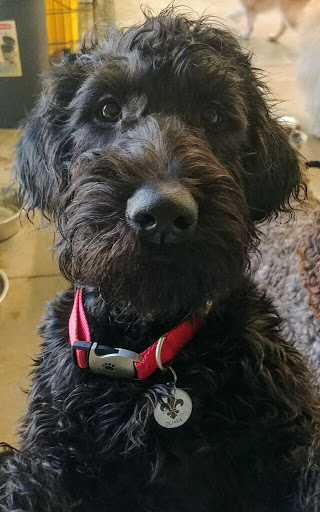 Dog Day Care Center «The Bowhaus Pet Company», reviews and photos, 2472 E Colorado Blvd, Pasadena, CA 91107, USA