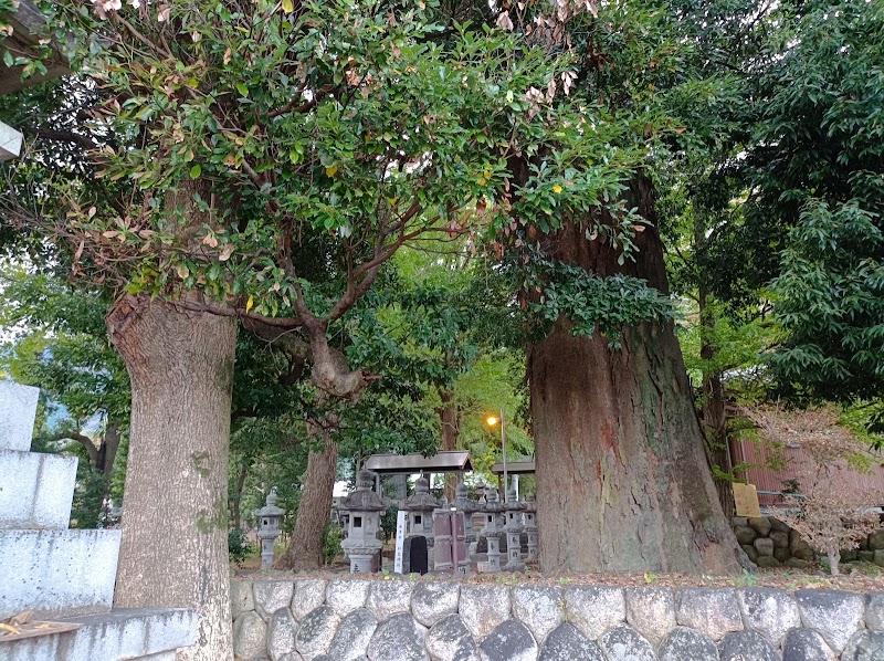 杉生神社のヒトツバタゴ