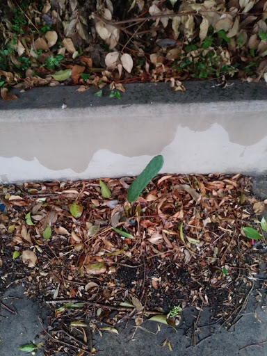 Park «Flores Park», reviews and photos, 803 W Southcross Blvd, San Antonio, TX 78211, USA