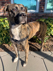 Waggin’ Out Pet Services - Photo 5 - Car repair in Tampa, FL, Tampa