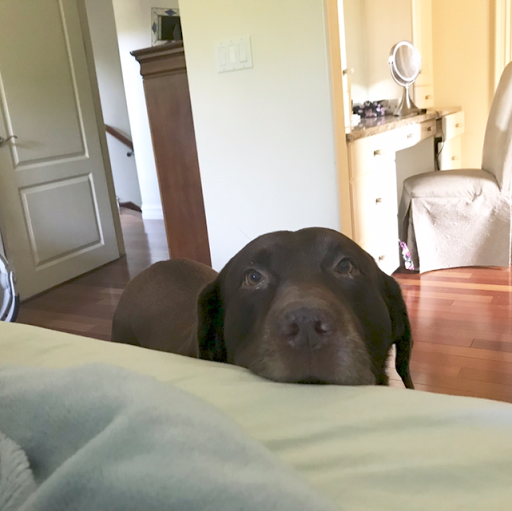 Mattress Store «SleepChek Mattress Store», reviews and photos, 751 S Latson Rd, Howell, MI 48843, USA