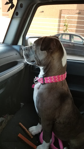 Pet Supply Store «Long Dog Fat Cat», reviews and photos, 16909 Burke St #126, Omaha, NE 68118, USA