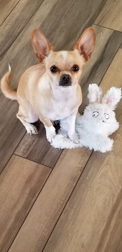 Pet Supply Store «PetSmart», reviews and photos, 21032 S Ellsworth Loop, Queen Creek, AZ 85142, USA