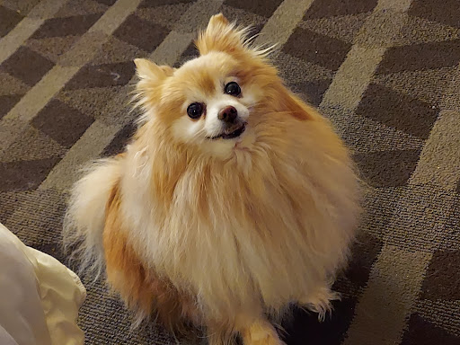 Davis Veterinary Hospital image