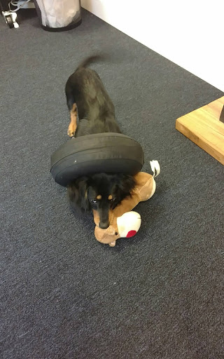 Pet Supply Store «PetSmart», reviews and photos, 534 US-441, Lady Lake, FL 32159, USA