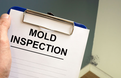 Mold Experts of Dirty T