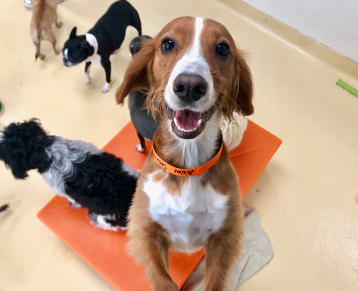 Wags & Wiggles image