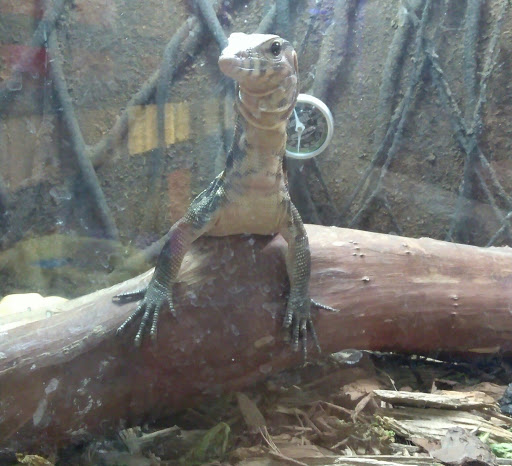 Pet Store «Off The Hook Exotics Pet Shop», reviews and photos, 926 5th Ave, Coraopolis, PA 15108, USA