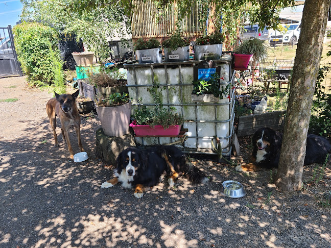 Beoordelingen van Club canin le Mechtii in Aarlen - Hondentrainer