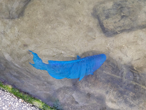 Recreation «Dolphins Plus Oceanside», reviews and photos, 31 Corinne Pl, Key Largo, FL 33037, USA