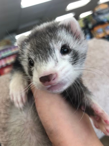 Pet Supply Store «Choice Pet - Danbury», reviews and photos, 67 Newtown Rd, Danbury, CT 06810, USA