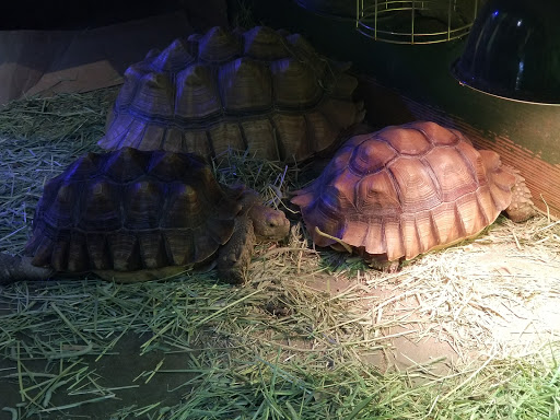 Pet Store «Critter Cabana - Wilsonville», reviews and photos, 8406 SW Main St #200, Wilsonville, OR 97070, USA