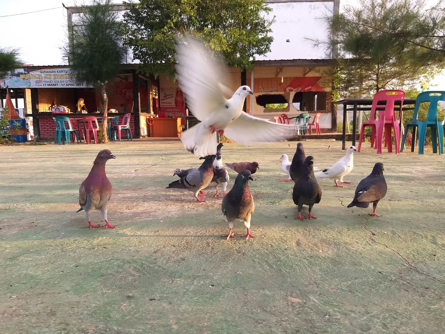 Taman Wisata Burung Dara