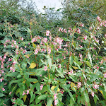 Photo n°15 de l'avis de A.M.. fait le 21/09/2023 à 20:41 sur le  Café Koch à Geesthacht