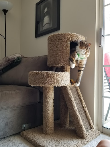 Pet Supply Store «Petco Animal Supplies», reviews and photos, 200 Center Blvd S, Christiana, DE 19702, USA