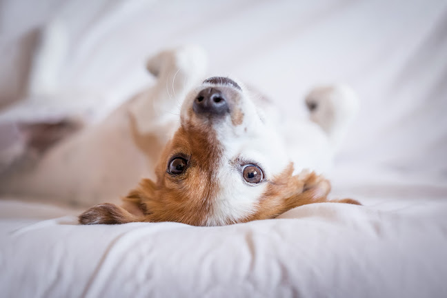 Hund im Alltag - Hundebetreuung und Verhaltensberatung - Hundeschule