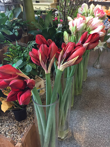 Florist «Forestwood Florist», reviews and photos, 11818 Inwood Rd, Dallas, TX 75244, USA