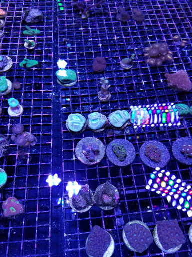 Pet Store «Sierra Fish and Pets», reviews and photos, 601 S Grady Way Suite M, Renton, WA 98057, USA