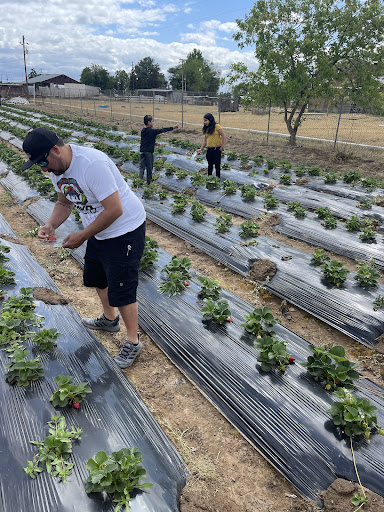 Pick your own farm produce Fresno