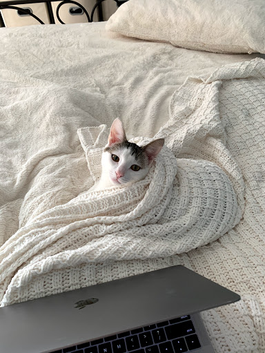 Pet Store «Fairmount Pet Shoppe», reviews and photos, 2024 Fairmount Ave, Philadelphia, PA 19130, USA