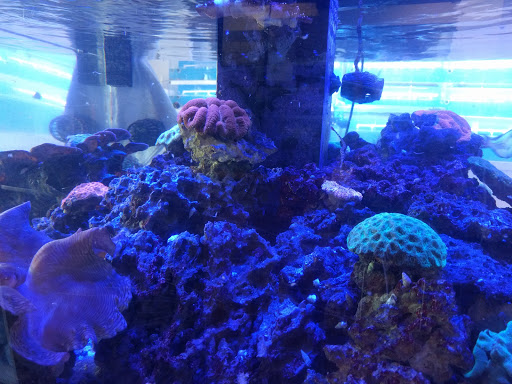 Tropical Fish Store «The Coral Reef Inc.», reviews and photos, 742 W Boundary St, Perrysburg, OH 43558, USA