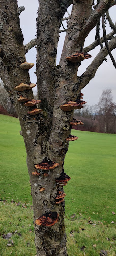 Reviews of Linn Park Golf Course in Glasgow - Golf club