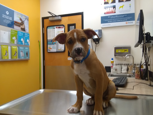 Pet Supply Store «PetSmart», reviews and photos, 2840 W Chandler Blvd, Chandler, AZ 85224, USA