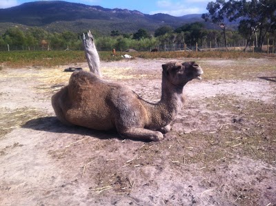 Photos of Halls Gap Zoo